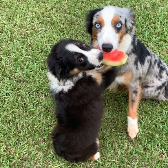 Meet your Posher, Robin - Picture 3 of 3